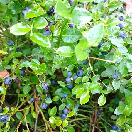 Holiday home Yalivets *